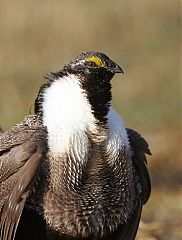 Gunnison Sage-Grouse